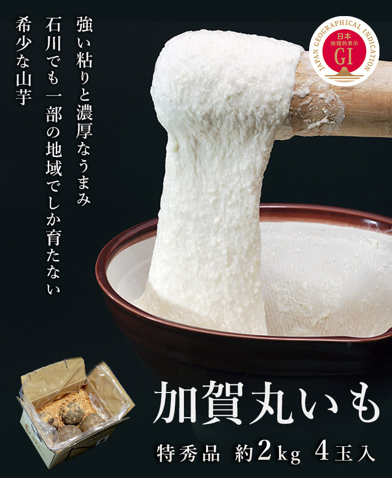 加賀丸いも 特秀 石川県産 ４個入り約2kg 1玉500gup 常温 うまいもんの取り寄せ 産直品 グルメギフト