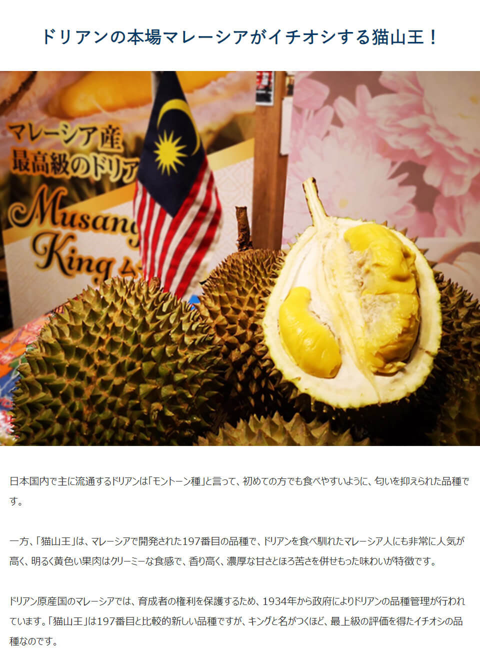 マレーシア産生ドリアン 完熟収穫の猫山王 ムサンキング お取り寄せグルメ通販 美味厳選ギフト うまいもんドットコム