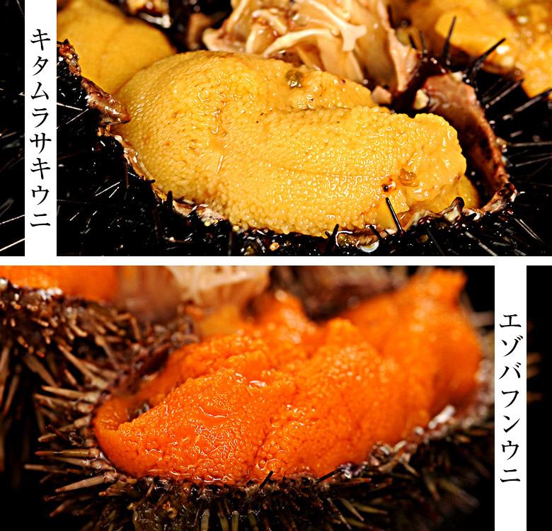 鮨屋で扱うウニの種類は大きく2つ<br>
キタムラサキウニとエゾバフンウニ