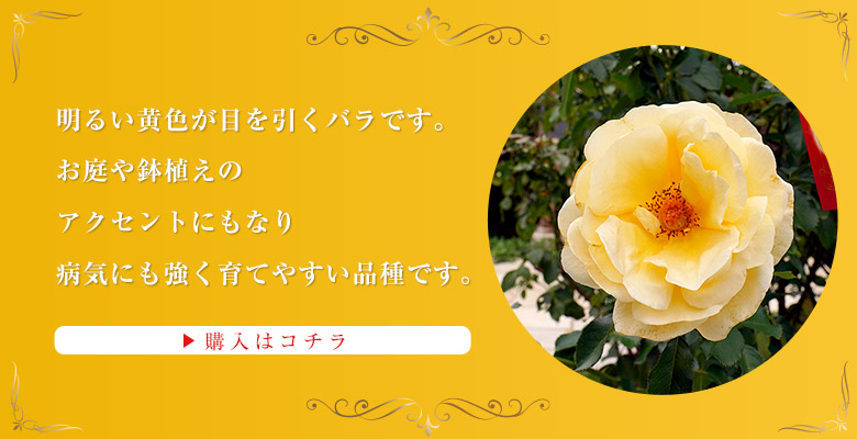 元祖 社会現象 を巻き起こした作品 ベルサイユのばら の薔薇苗シリーズ お取り寄せグルメ通販 美味厳選ギフト うまいもんドットコム