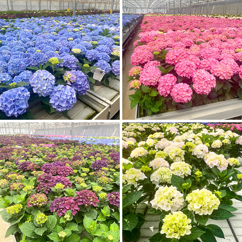 アジサイの緊急販売ページ お取り寄せグルメ通販 美味厳選ギフト うまいもんドットコム