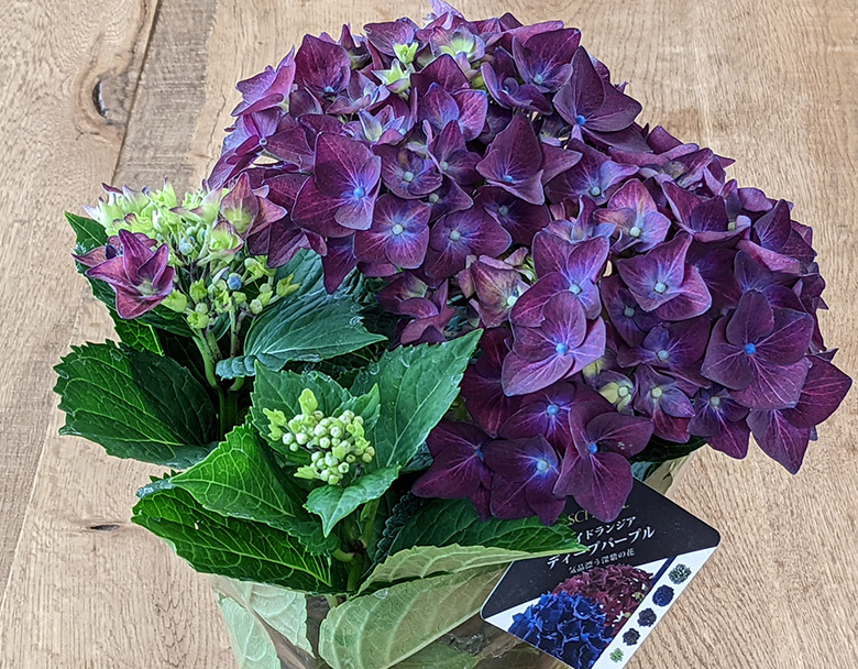 アジサイの緊急販売ページ お取り寄せグルメ通販 美味厳選ギフト うまいもんドットコム