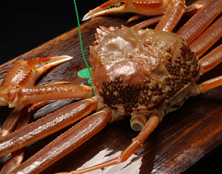 活け 京丹後産限定 大善ガニ 間人ガニ たいざがに お徳用 1杯 10g級 特大サイズ 丹後半島沖産 冷蔵 うまいもんの取り寄せ 産直品 グルメギフト