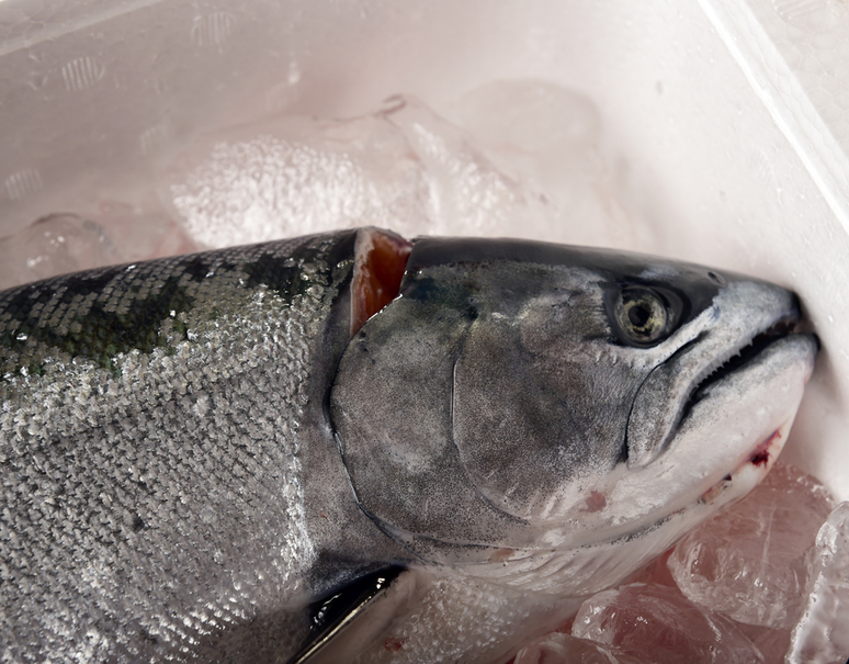 船上活締め 天然サクラマス 青森県産 大サイズ 内臓抜き1尾分 1 3 1 5kg 冷蔵 うまいもんの取り寄せ 産直品 グルメギフト