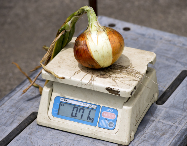 大田原バーバーの会 特大玉ねぎ 栃木県産 約600g 5玉 常温 うまいもんの取り寄せ 産直品 グルメギフト