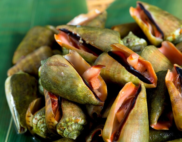 明日の朝市 チャンバラ貝 沖縄県産 500g 冷蔵 うまいもんの取り寄せ 産直品 グルメギフト