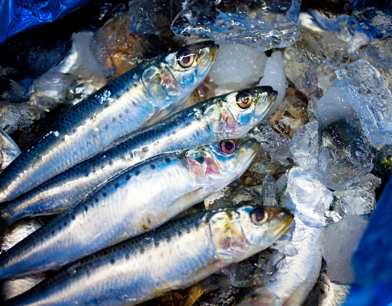 築地朝市 入梅いわし 千葉県銚子産 8尾 約1kg 冷蔵 翌日までの到着地域限定 うまいもんの取り寄せ 産直品 グルメギフト