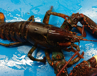 カナダ産 活オマール海老 1尾 約500g 冷蔵 豊洲市場出荷 お取り寄せグルメ通販 美味厳選ギフト うまいもんドットコム