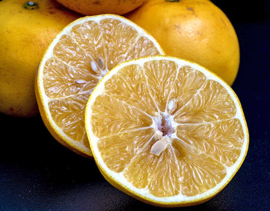 旬のみかん 柑橘をご紹介 うまいもんの取り寄せ 産直グルメ