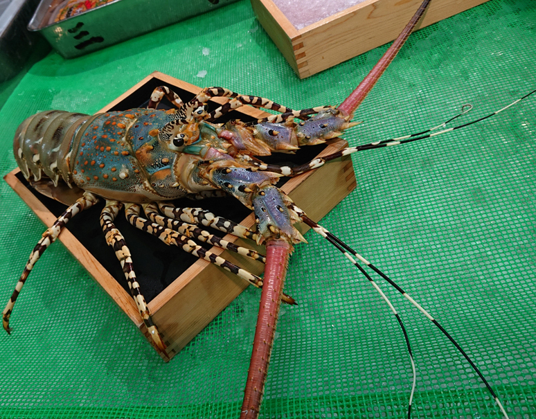 活ニシキエビ 約1 7kg 1尾 沖縄県産 冷蔵 豊洲市場直送 お取り寄せグルメ通販 美味厳選ギフト うまいもんドットコム