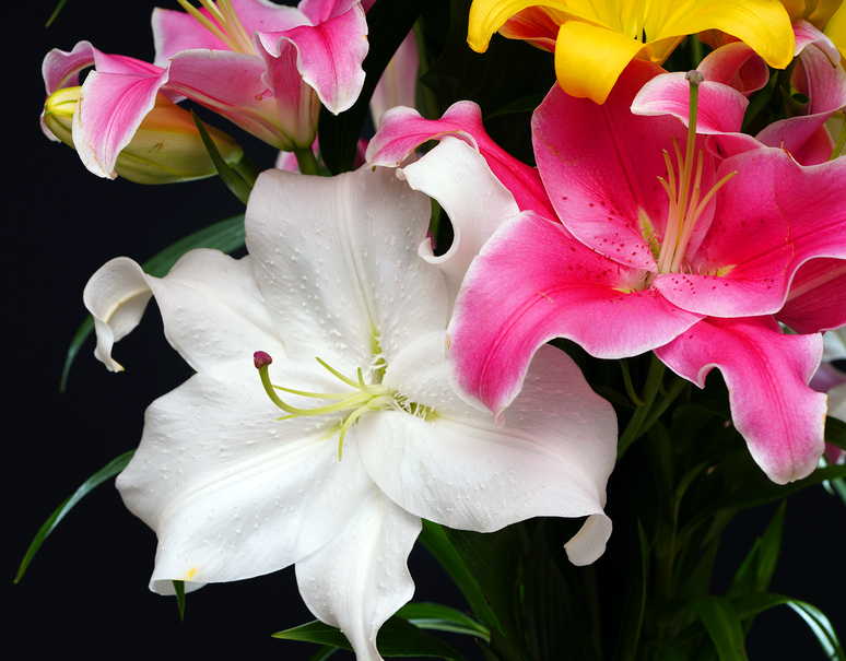 カサブランカ ユリの花束5本以上 八丈島 西野園芸直送 色はおまかせ 常温 お取り寄せグルメ通販 美味厳選ギフト うまいもんドットコム