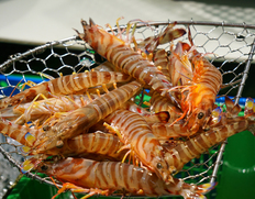 海老 えびの取り寄せ 産直品 グルメギフト うまいもんドットコム 海老 えびの取り寄せ 産直品 グルメギフト うまいもんドットコム