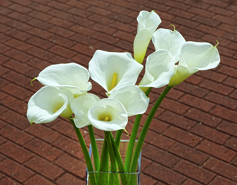 白いカラーの花束 カラー ラッピング込み 常温 うまいもんの取り寄せ 産直品 グルメギフト
