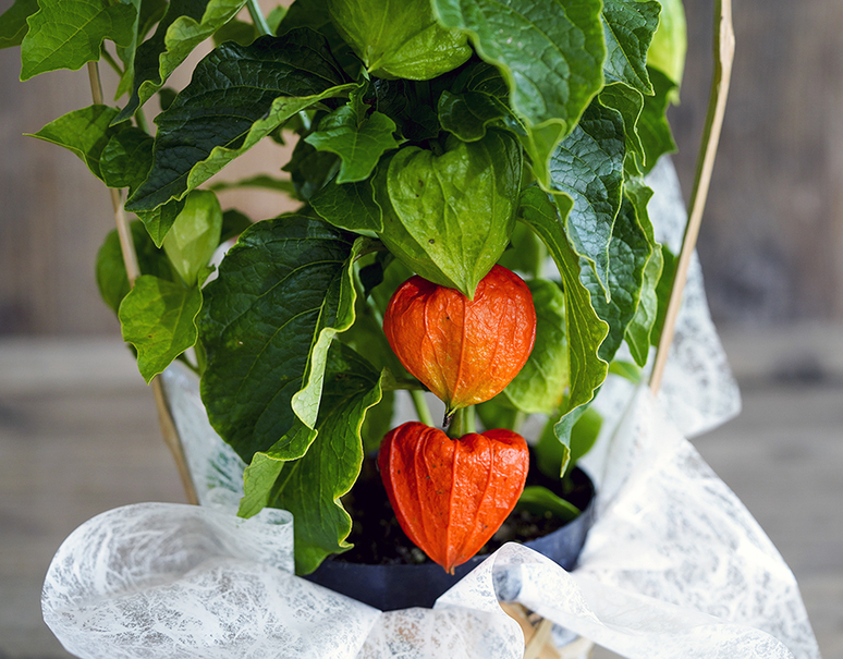 ほおずき 日本朝顔 茨城三和園芸もしくは東京三沢園 常温 うまいもんの取り寄せ 産直品 グルメギフト