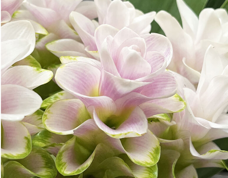 クルクマ 品種 プーディンプリンセス 10本 簡易包装 冷蔵 お取り寄せグルメ通販 美味厳選ギフト うまいもんドットコム