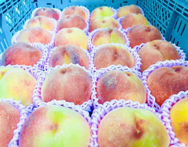 古屋農園の『無袋 黄金桃』山梨県産桃 7〜9玉 約2.5kg 簡易箱 ※冷蔵|お取り寄せグルメ通販|うまいもんドットコム 古屋農園の『無袋 黄金桃』山梨県産桃 7〜9玉 約2.5kg 簡易箱 ※冷蔵|お取り寄せグルメ通販|うまいもんドットコム